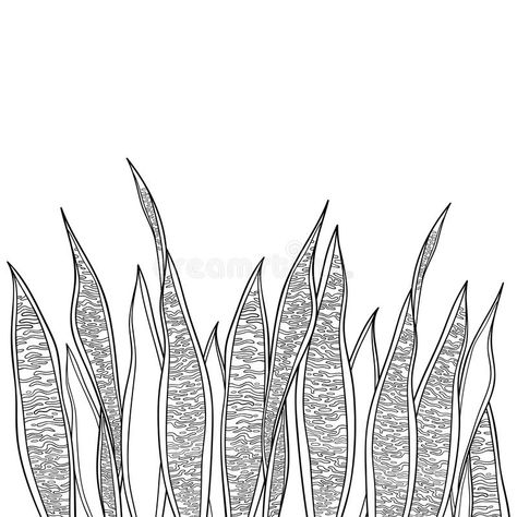 Vector bunch of outline Sansevieria trifasciata or snake plant or mother-in-law`s tongue leaves in black isolated on white. Vector bunch of outline Sansevieria vector illustration Snake Plant Tattoo, Snake Plant Drawing, Snake In Plants Tattoo, Snake Plant Art, Snake Plant Line Art, Giant Tattoo, Pants Painting, Sansevieria Whitney, Leaves Embroidery