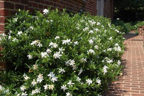 Gardenia 'Frost Proof' 5x4' Climbing Flowers Trellis, Frost Proof Gardenia Landscaping, Azelia Bush White, Gardenia Companion Plants, Frostproof Gardenia, Best Potted Plants, Cape Jasmine, Diamond Spire Gardenia, Plants Around Pool