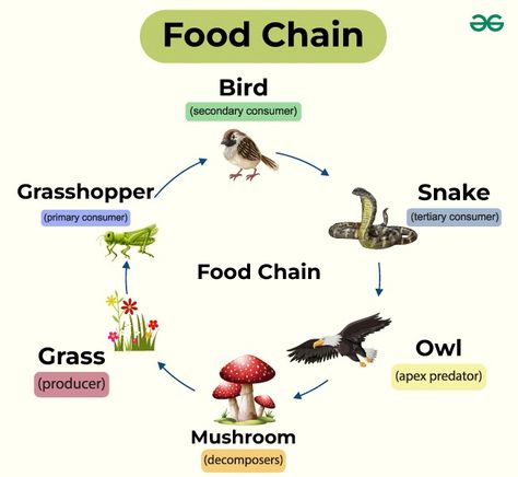 Diagram of Food Chain - GeeksforGeeks Food Chain Diagram, Software Design Patterns, Theory Of Computation, Transfer Of Energy, What Is Software, Software Development Life Cycle, While Loop, Excel Tutorials, Food Web