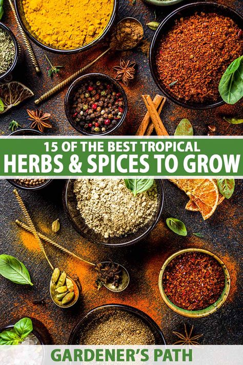 Looking for tropical herbs and spices to grow in the garden? You'll love our selection of warming rhizomes, flavorful leaves, and spicy seeds and fruits – all delicious additions to the spice rack. Read more now on Gardener’s Path to discover 15 different tropical herbs and spices you can grow. #herbs #gardenerspath Spices To Grow, Spice Garden, Grow Herbs, Vegetable Benefits, Landscape Designs, Herbs And Spices, Garden Care, Growing Herbs, Growing Food