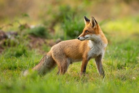 Red fox looking behind over shoulder at ... | Premium Photo #Freepik #photo #nature #animals #red #landscape Looking Behind, Northern Goshawk, Looking Over Shoulder, Red Landscape, Snowy Field, Forest Fox, Fox Girl, Snowy Forest, Fox Hunting