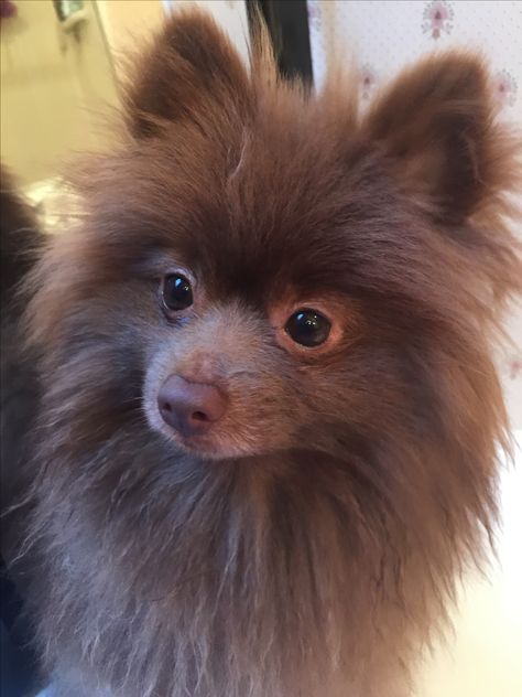 Chocolate Pomeranian Teddy Dark Brown Pomeranian, Dog Manifestation, Chocolate Pomeranian, Tan Pomeranian, White Pomeranian, Pomeranian Lovers, Dog Cuts, Pitbull Puppy, Dog Search