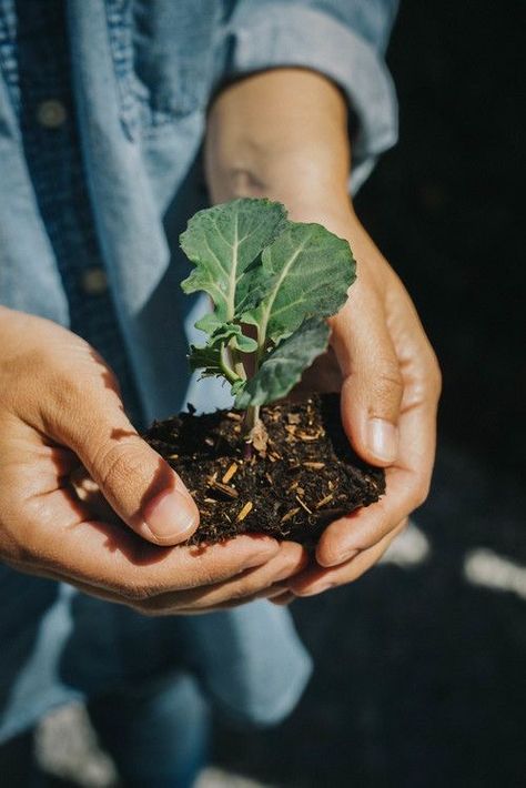 Elementary School Lunches, Cafeteria Lunch, Plant Architecture, Spring Scenes, Gardening Photography, Farm Day, Spring Scene, Farm Photography, Garden Photography