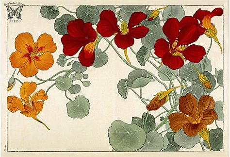 Seiyo Soka Zufu (A Picture Album of Western Plants and Flowers) Woodblock print by Tanigami Konan (1917).  From the Swallowtail Garden Seeds collection of botanical photographs and illustrations.  We hope you will enjoy these images as much as we do. Nasturtium Flower Wallpaper, Nasturtium Wallpaper, Nasturtium Flowers, Illustration Botanique, Japanese Illustration, Antique Images, Art Chair, Art Japonais, Japanese Prints