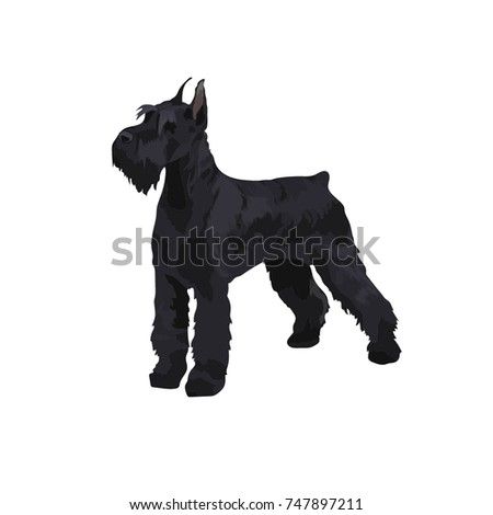 Giant Schnauzer Dog vector illustration isolated Giant Schnauzer Drawing, Schnauzer Drawing, Dog Vector Illustration, Giant Schnauzer, Schnauzer Dog, Dog Vector, Schnauzer Dogs, Svg Files, Vector Illustration