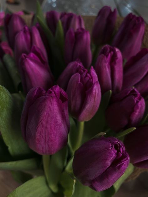 Plum Wallpaper, Violet Aesthetic, Mulberry Color, Dark Aesthetics, Lavender Aesthetic, Bee Garden, Flowers Petals, Nothing But Flowers, Purple Tulips