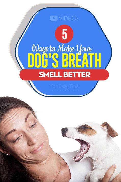 Bad Dog Breath Get Rid Of, Stinky Dog Breath Remedies, Dog Bad Breath Remedy, Dog Breath Remedy, Stinky Dog Breath, Bad Dog Breath, Stinky Dog, Wouldn't It Be Nice, Puppy Breath