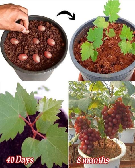 Apartment Vegetable Garden, Pesticides For Plants, How To Grow Grapes, Grape Vine Plant, Grow Grapes, Grape Plant, Garden Watering System, Plants And Gardening, Grape Varieties