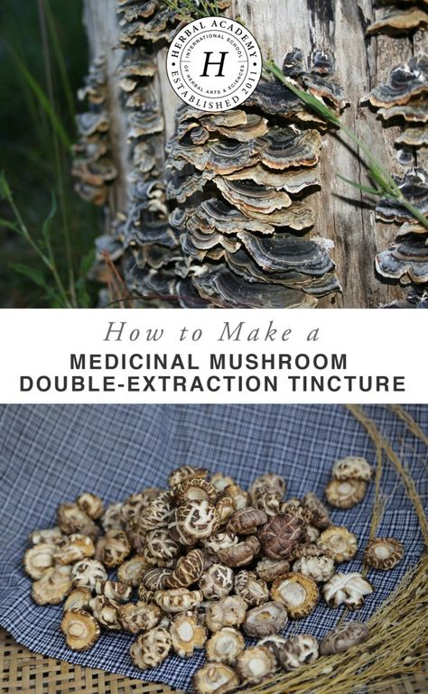 How To Make A Mushroom Double-Extraction Tincture – Herbal Academy Tinctures Recipes, Herbal Academy, Turkey Tail Mushroom, Turkey Tail, Chaga Mushroom, Herb Recipes, Herbal Tinctures, Herbal Recipes, Herbal Apothecary