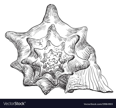 Shell Drawing, Gcse Art Sketchbook, Itachi Uchiha Art, Unique Drawings, A Level Art, Conch Shell, Black And White Drawing, Mermaid Art, Color Vector