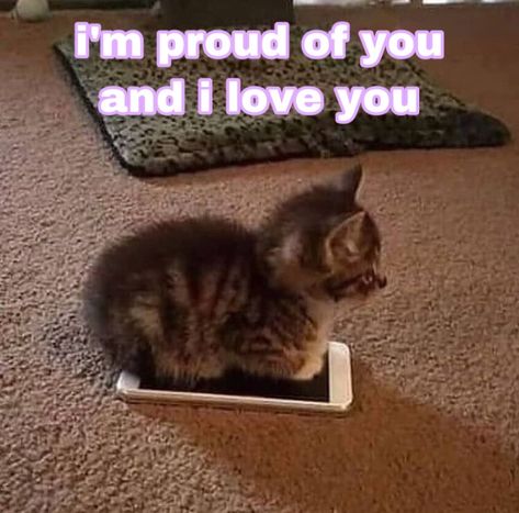 Love You Meme, Silly Cats Pictures, Cute Messages, Cat Aesthetic, Cute Memes, Love Memes, Wholesome Memes, Cute Texts, Funny Cute Cats