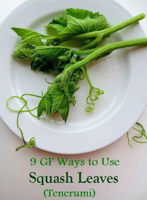 9 Gluten Free Ways to Use Squash Leaves! From Italian to Hmong to Nigerian to Thai, there are suggestions for soups and sautes, these are so versatile What To Do With Squash, Squash Leaves, Hmong Food, Sauteed Squash, Food On A Budget, Eating Gluten Free, Nigerian Food, Gourmet Vegan, Woks