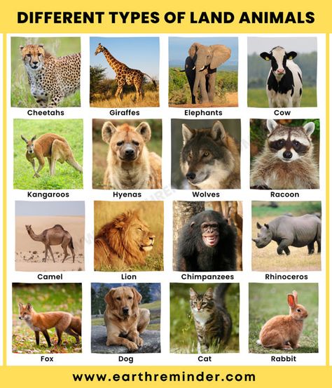 18 Different Types of Land Animals | Earth Reminder Animals That Live On Land, Terrestrial Animals, Multicultural Education, Preschool Color Activities, White Rhinoceros, Fiesta Mickey Mouse, Princess Images, Animal Body Parts, Land Animals