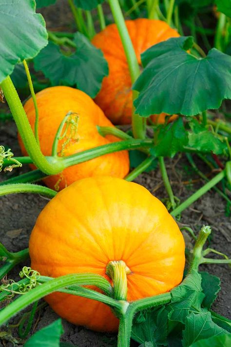 How to Grow Your Own Pumpkins | Gardener’s Path Growing Pumpkin, Pumpkins Growing, Pumpkin Plants, Pumpkin Growing, Pumpkin Plant, Goethe's Faust, Growing Peas, Pumpkin Varieties, Pumpkin Tree