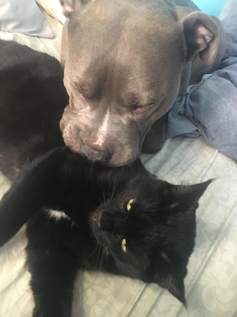 He loves to lay next to his new sister. My grandmas cat came over to play but my cat would rather play with Brody that another cat. #pitbulls #pitbullpuppies #pitbullterrier #pitbulldog Pitbulls And Cats, Pitbull Terrier Aesthetic, Black Pitbull Puppy, Pitbull And Cat, Black Pitbull Puppies, Silly Puppies, Grey Pitbull, Black Pitbull, Pitbull Tattoo