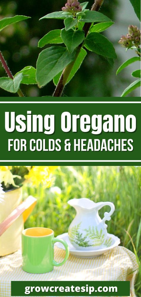 How To Use Oregano Oil As Antibiotic, Oregano For Cough, Oil Of Oregano For Colds, Oregano Oil Dosage, Oregano Tincture Recipe, How To Take Oregano Oil Internally, Oregano Oil Uses, Oregano Oil For Colds, Oil Of Oregano Benefits