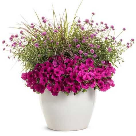 Laugh at Life | Proven Winners Proven Winners Containers, Pink Gomphrena, Red Fountain Grass, Drought Tolerant Annuals, Deadheading, Long Vase, Globe Amaranth, Fall Containers, Fountain Grass