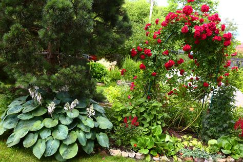 Landscaping Under Pine Trees, Tv Unit Wall, Front Garden Ideas, Hydrangea Landscaping, Hydrangea Varieties, Backyard Garden Diy, Backyard Vegetable Gardens, Bold Patterns, Front Yard Garden