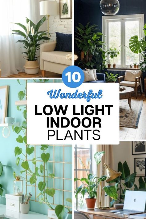 Greenery has the power to make your home a place of tranquility and aesthetics, but what if you have a home with little natural light?

Fortunately, there are a number of houseplants that grow well in low light conditions.

Here are 10 of the best indoor plants for low light that will brighten up the shadiest corners of your home. 😅 Plants That Do Well In Low Light, Plants That Need Little Light, Low Light Hanging Plants, Lucky Plants For Home, Low Light Plants Indoor, Indoor Plants For Low Light, Plants For Low Light, Indoor Plants Low Light, Kentia Palm