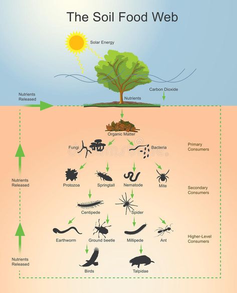 The Soil Food Web. Is the community of organisms living all or part of their liv , #AFF, #community, #organisms, #living, #Soil, #Food #ad Soil Microorganisms, Food Webs, Agriculture Education, Permaculture Design, Food Web, Plant Science, Healthy Garden, Soil Health, Food Chain