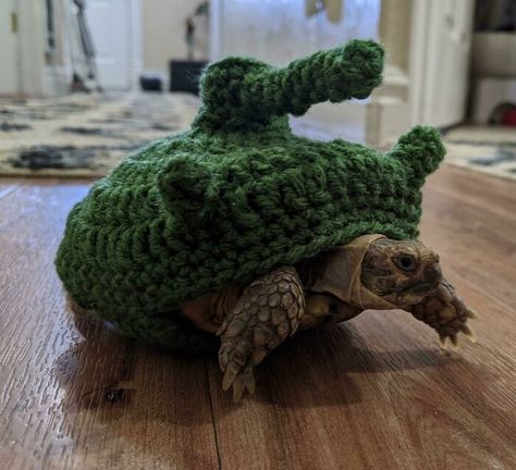 Turtle Sweaters, Tortoise Habitat, Baby Tortoise, Sulcata Tortoise, Baby Sea Turtles, Tank Sweater, Pet Turtle, Box Turtle, Tortoise Turtle