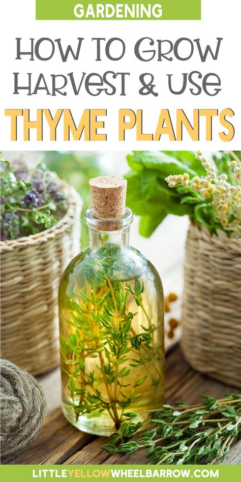 I love my little indoor herb garden, and thyme always has a place in it. Having fresh herbs on hand in the kitchen just takes food to the next level! Of course, sometimes you can find yourself with so much thyme on your hands you just don't know what to do with it. This guide will help you grow, harvest, and even use up all that extra thyme. You'll want to fill your whole vegetable garden with it! Well, not really, but you probably want to plant some before you run out of thyme! What To Do With Lemon Thyme, How To Use Fresh Thyme, Preserving Fresh Thyme, Lemon Thyme Uses, Lemon Thyme Medicinal Uses, What To Do With Fresh Thyme, What To Do With Thyme, Fresh Thyme Uses, How To Preserve Fresh Thyme