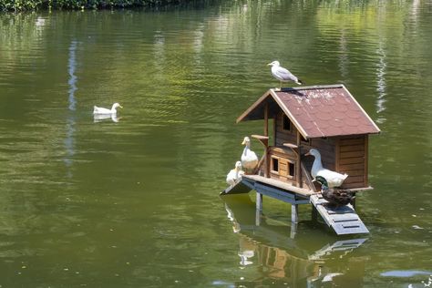 How to Build a Duck House: Helpful Guide for Beginners Cute Duck House, Backyard Duck Coop, Duck House Ideas, Duck House Diy, Wood Duck House, Spool Diy, Backyard Coop, Backyard Ducks, Backyard Animals