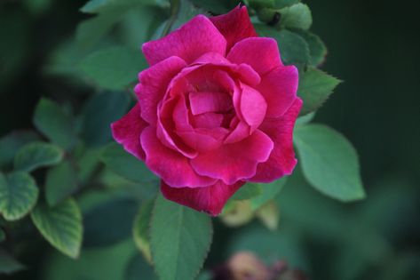 Rose, Indian Rose, Red Rose, Bloom Indian Rose Flower, Blooming Rose, Rose Flower, Free Photos, Stock Images Free, Red Roses, Portrait Photography, I Am Awesome, Red