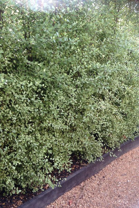 Silver Sheen Landscape, Pittosporum Silver Sheen, Ojai House, British Paints, Screen Plants, Privacy Hedge, Privacy Landscaping, House Makeover, Silver Oak