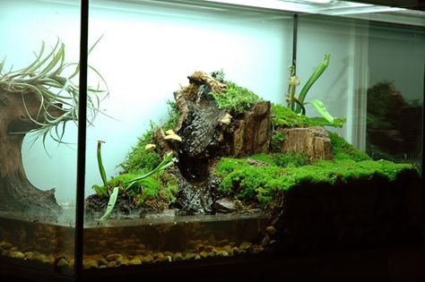 semi aquatic vivarium set up Half Water Half Land Turtle Tank, Shallow Planted Tank, Aquatic Turtle Habitat, Dart Frog Tank, Tarantula Enclosure Ideas Terrestrial, Soft Shell Turtle Aquarium, Ornate Box Turtle Habitat, Bioactive Vivarium, Turtle Terrarium