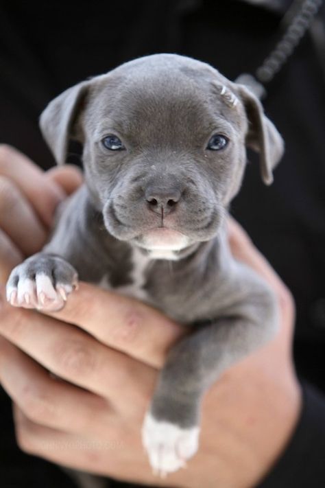 Blue American Pitbull Terrier. Regnul Animal, Pitt Bull, Tove Jansson, Pitbull Puppy, Love My Dog, Pitbull Puppies, A Puppy, Cute Creatures, Pitbull Terrier