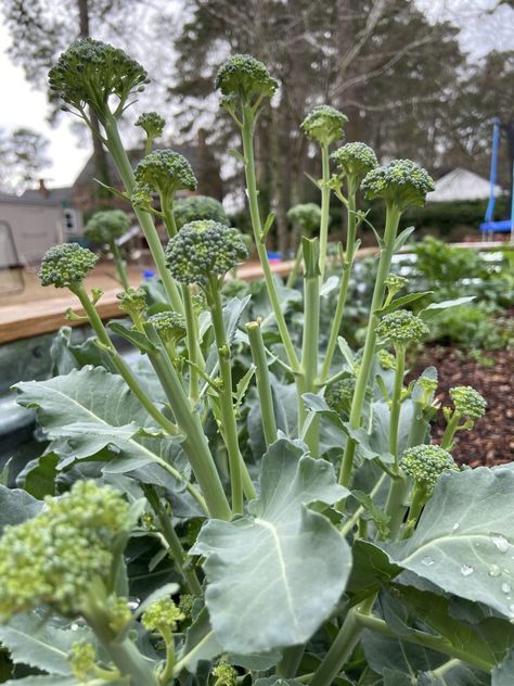 Broccoli Garden, How To Grow Broccoli, Grow Broccoli, Broccoli Plant, Growing Broccoli, Food Growing, Cabbage Worms, Broccoli Seeds, Frozen Green Beans