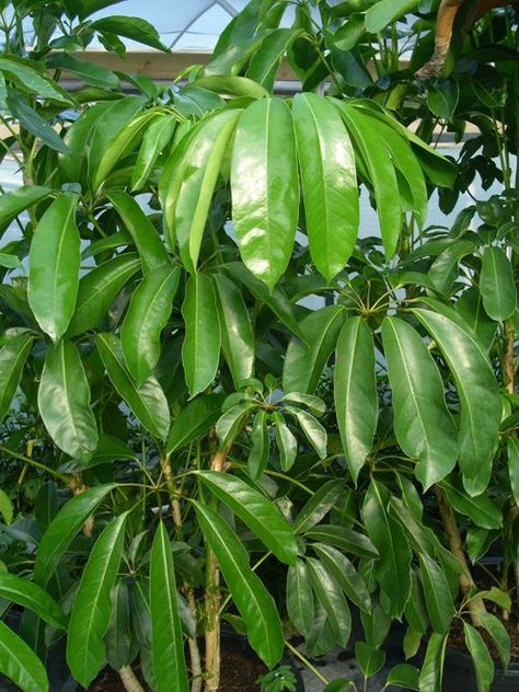 Schefflera plant has large, shiny, dark green leaves that drape down like the spokes of an umbrella . Umbrella Plant Care, Schefflera Plant, Leaf Umbrella, Umbrella Plant, Florida Landscaping, Florida Plants, Umbrella Tree, Indoor Trees, Solana Beach