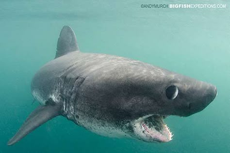 Shark Reaction, Salmon Shark, Silly Sharks, Deep Sea Life, Shark Photos, Types Of Sharks, Ocean Stuff, Shark Pictures, Big Shark