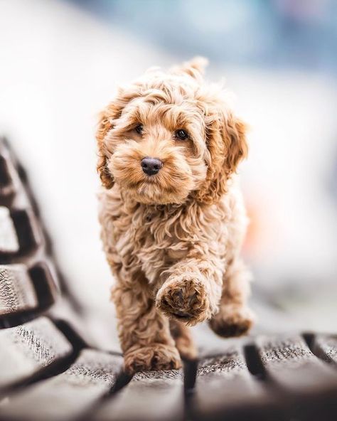 Labradoodle Temperament - How to Choose The Right Temperament - Labradoodles & Dogs Phteven Dog, Bloodhound Dogs, Haiwan Comel, Anak Haiwan, Psy I Szczenięta, Reservoir Dogs, Haiwan Lucu, Super Cute Puppies, Haiwan Peliharaan