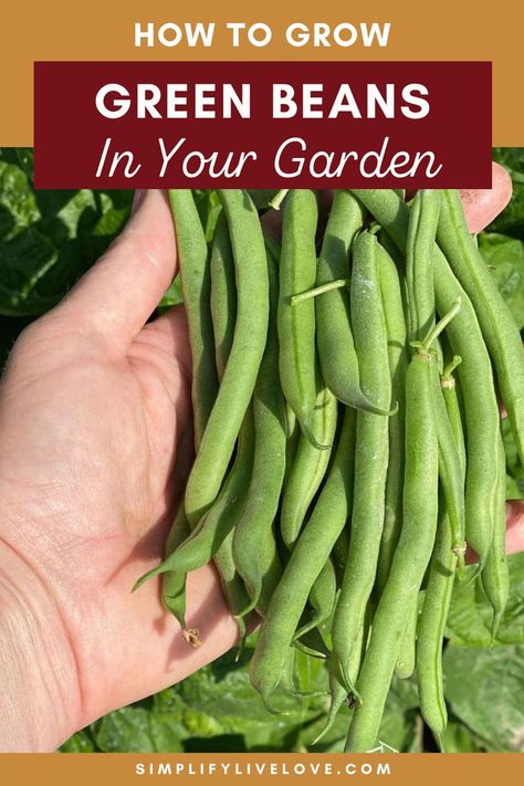 How to Grow Green Beans Planting Green Beans, Grow Green Beans, Grean Beans, Grow Beans, Green Bean Seeds, Growing Green Beans, Snap Beans, String Beans, Types Of Beans