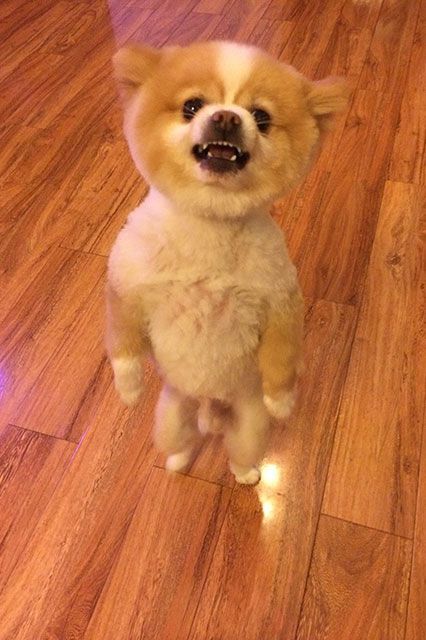 #refinery29 http://www.refinery29.com/2014/05/67952/pomeranian-cute-dog-haircut-angry#slide-3 Angry Pomeranian, Pom Dog, Dog Haircuts, Cute Pomeranian, Dog Suit, Cut Animals, Getting A Puppy, Mini Dogs, Pomeranian Dog