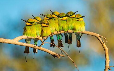 BirdLife Australia's inaugural Australian Bird Photographer of the Year focuses on birds in their natural habitats and the impact humans have. Conservation Biology, Birds Of Australia, Forest Habitat, Common Birds, African Wild Dog, Bee Eater, Australian Wildlife, Photography Competitions, Australian Birds