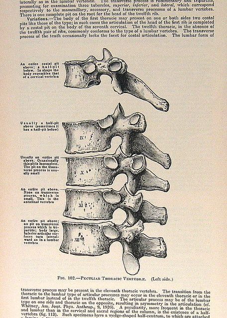 Vintage Medical Art, Human Body Proportions, Anatomical Drawings, Medical Drawings, Medical Journal, Medical Wallpaper, Human Anatomy Art, Medical Journals, Anatomy Sketches