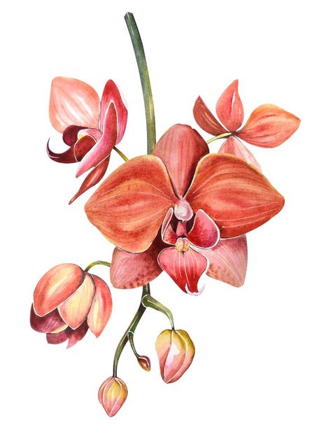 Orchid Illustration, Orchid Drawing, Orchids Painting, Orchid Tattoo, Watercolor Flowers Paintings, Botanical Painting, Botanical Drawings, Plant Art, Arte Floral