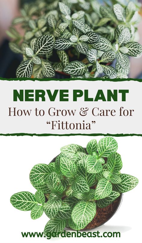 Nerve Plants, a.k.a Fittonia plants, are eye-catching indoor plants. They are quite popular on Instagram because they are incredibly cute and they can be grown in hanging baskets, on tabletops, and in terrariums | nerve plant care | nerve plant propagation | nerve plant terrariums | best houseplants #nerveplantcaretips #nerveplantvarieties Nerve Plant Decor, Propagating Nerve Plant, How To Propagate Nerve Plant, Taking Care Of Succulents House Plants, Cat Safe House Plants, Non Poisonous House Plants Cats, Zz Plant Care, Safe House Plants, Angel Plant