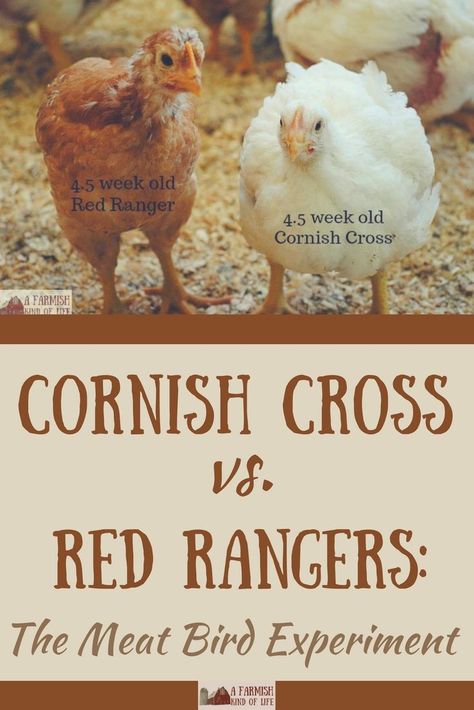 So, who won the mighty battle between Cornish Cross vs. Red Rangers at our farm? Results are in and we're letting you know our thoughts on these meat birds. Feeding Animals, Raising Meat Chickens, Homestead Animals, Farm Chickens, Farmhouse Life, Backyard Animals, Raising Chicken, Laying Chickens, Meat Birds