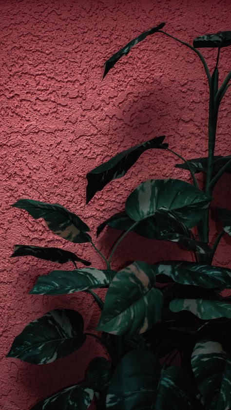 Wall Asethic, Floral Wallpaper Iphone, Most Beautiful Wallpaper, Soyut Sanat Tabloları, Mood Wallpaper, Plant Wallpaper, Instagram Wallpaper, Samsung Wallpaper, Minimalist Wallpaper