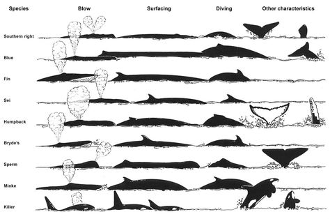 Whale identification chart. Just in case… Whale Species, Fin Whale, Largest Whale, Elephant Seal, Water Spout, Life Aquatic, Beluga Whale, A Whale, Marine Mammals