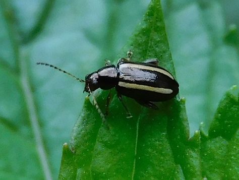 Phyllotreta striolata - Striped Flea Beetle on a Mint leaf... Flea Beetles, Mint Leaf, Mint Leaves, Insects, Mint, Nature