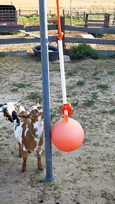 Goat Enrichment Diy, Goat Enrichment Ideas, Goat Hut, Goat Playground Ideas Diy, Goat Enrichment, Goat Playground Ideas, Chicken Enrichment, Tether Ball, Goat Life