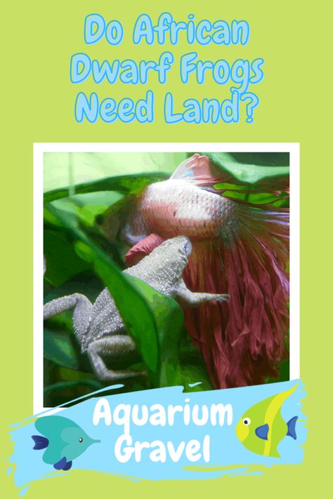 Do African Dwarf Frogs Need Land Frog Tank Ideas Aquarium, African Frogs, Frog Habitat, Frog Tank, Aquarium Set, Aquarium Gravel, Underwater Plants, Planted Aquarium, Fish Tank