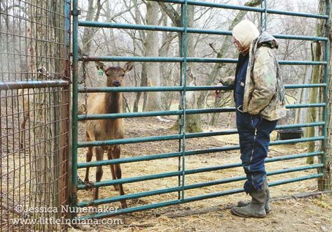 Bugle Valley Elk Farm Tours in Roachdale, Indiana Elk Farming, Deer Farming, Mega Fauna, Deer Farm, Farm Tour, By Appointment Only, Elk, Indiana, Deer