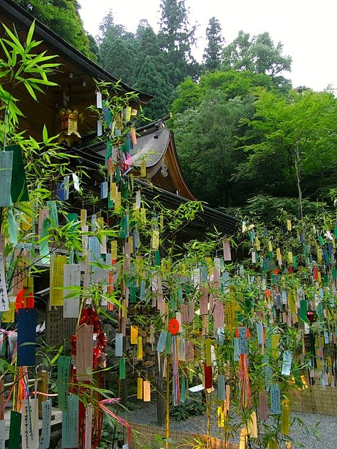 July, 7 : Tanabata (七夕, meaning “Evening of the seventh") is a Japanese star festival. People generally celebrate this day by writing wishes, sometimes in the form of poetry, on tanzaku (短冊), small pieces of paper, and hanging them on bamboo. The bamboo and decorations are often set afloat on a river or burned after the festival, around midnight or on the next day. Japanese Festival Decorations, Japanese Wishing Tree, Japanese Spring Festival, Obon Festival Japan, Japanese Summer Festival, Obon Festival, Japan Festival, Tanabata Festival, Japanese Summer