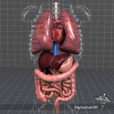 Human Internal Organs, Human Heart Anatomy, Anatomy Organs, Natural Decongestant, Human Body Organs, Bolesti Chrbta, Heart Anatomy, Human Organ, Surgical Tech